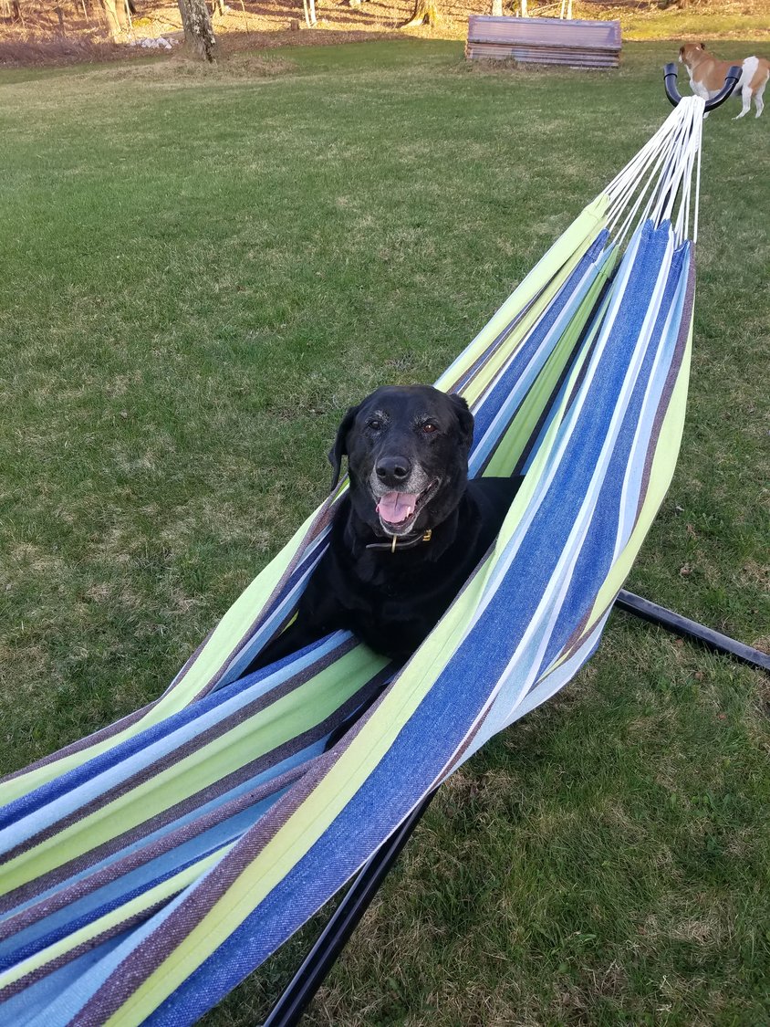 With a classic smile, my old black lab Molly enjoys a moment in her sunset years testing out my hammock.